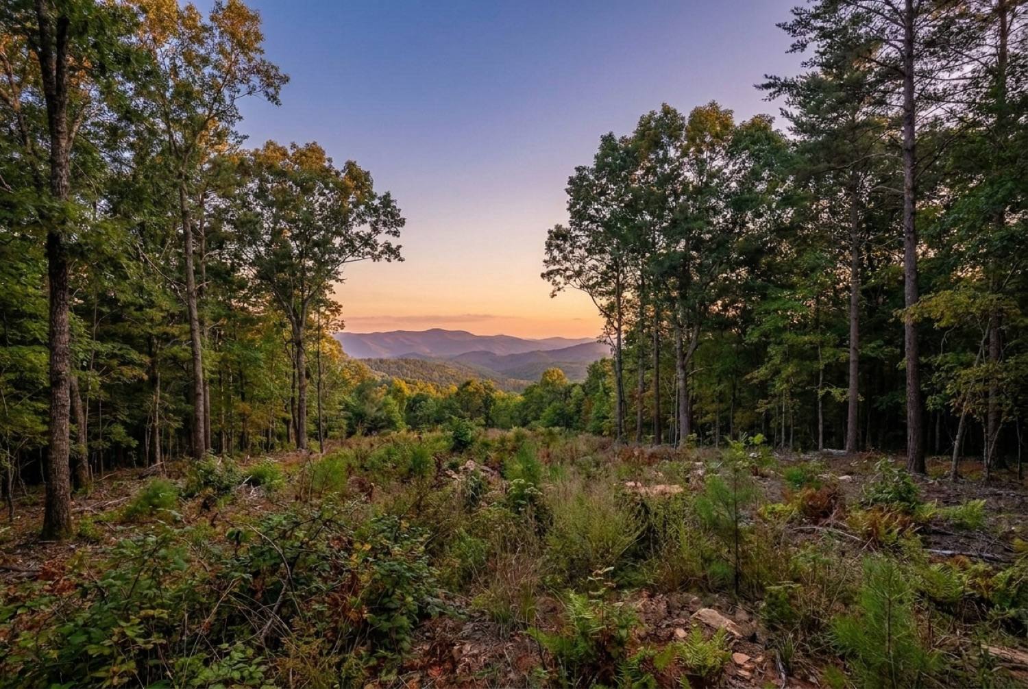 The same mountain land raw and overgrown, before development
