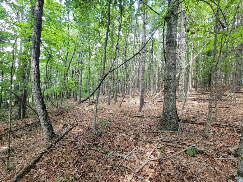 Inside the parcel: a hardwood stand with leaf litter and a few pines.
